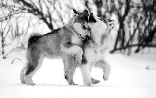 BreakinBad_'s tweet photo. Cute Animals - http://t.co/kbUxI3JDez http://t.co/yxlxcm8KtI