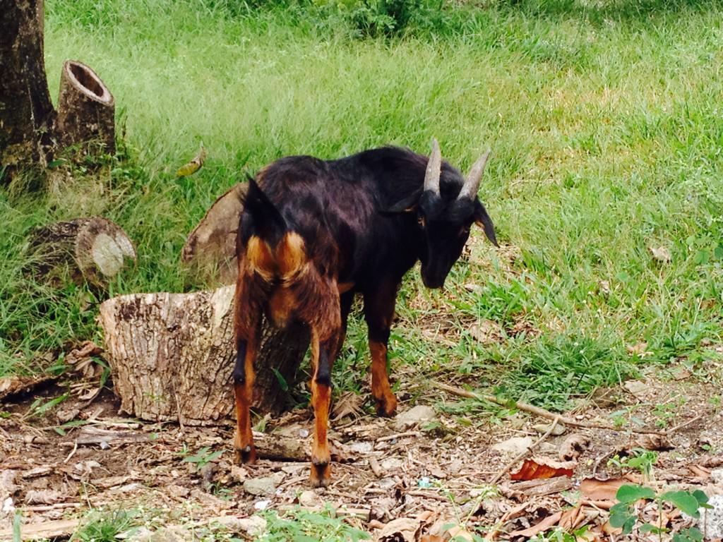 GiancoFett's tweet photo. minsan, nasa harapan mo lang ang #sagoat http://t.co/bX7GnZlLHt