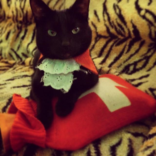 Image result for cat in a cravat