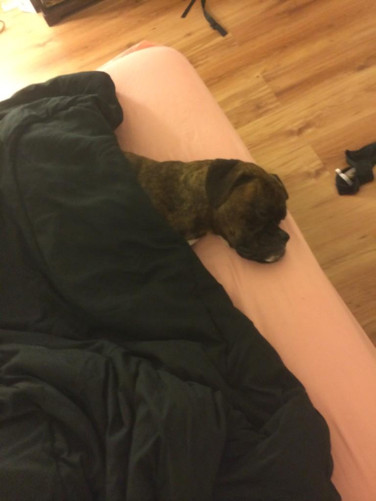 JusticeTheBoxer's tweet photo. When you're going to bed and you know tomorrow is Monday http://t.co/TUXI7AOe35
