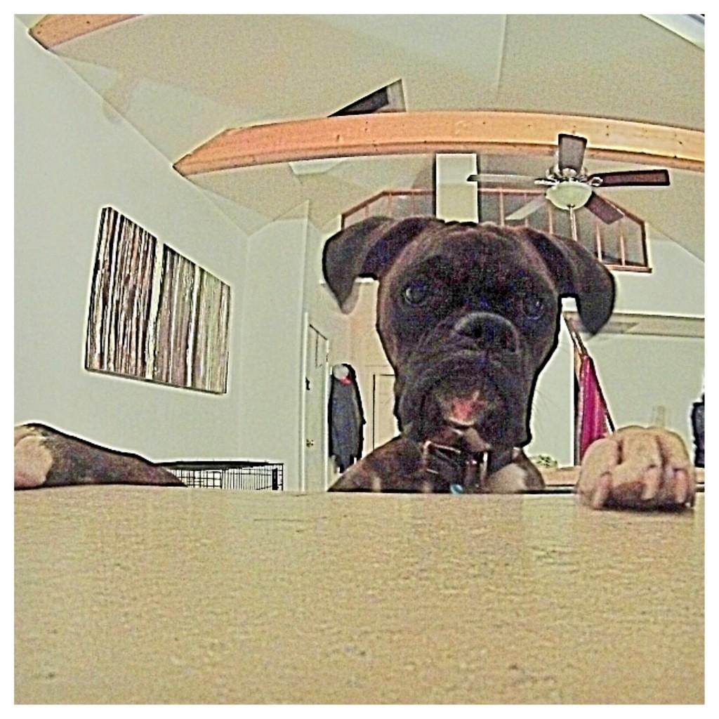 JusticeTheBoxer's tweet photo. http://t.co/cxvSdFjsQD