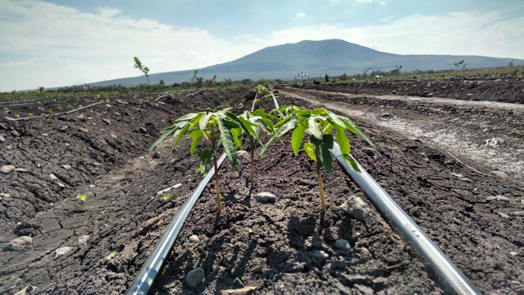 noevalagro's tweet photo. Estamos# presentes con nuestros# amigos# aplicación de Radifarm http://t.co/Gp4sdA8h0u