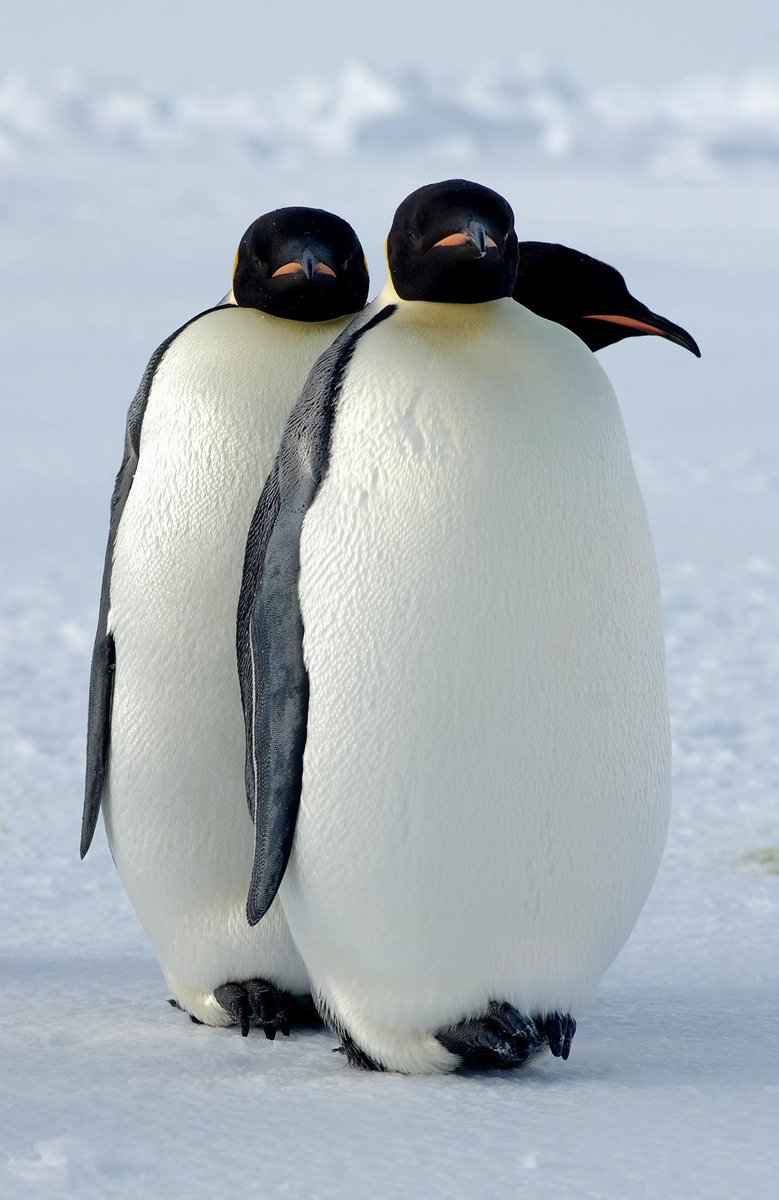 画像 動画 カメラ大好き 好奇心旺盛なコウテイペンギンたちがかわいすぎる Togetter 画像 動画 カメラ大好き 好奇心旺盛なコウテイペンギンたちがかわいすぎる Togetter