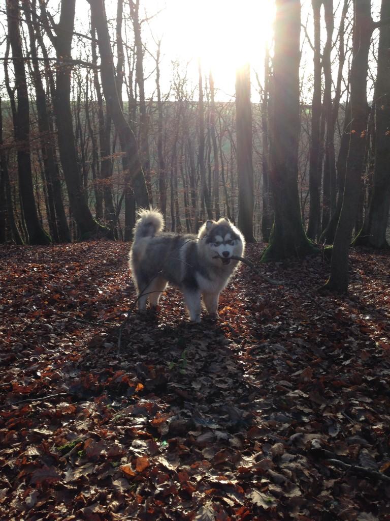 PinaFerreiro's tweet photo. 💖@DiePferdebox @waldliebhaber @Mal1Euro @BSchmeitzner @felltomate @DjamilaKoch @Hundezeitung @AKND_de http://t.co/otUrIItoFT