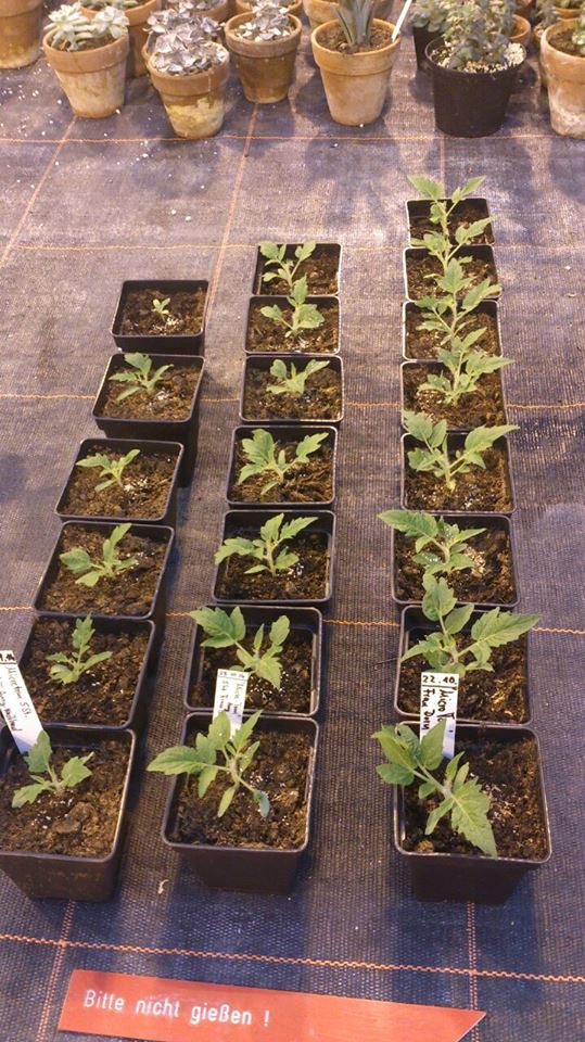 AmyLWhitbread's tweet photo. My wild-type Micro-Tom plants growing in the greenhouse. #MicroTom #tomato #plantscience #COMREC #research http://t.co/DLfL6JKRAf