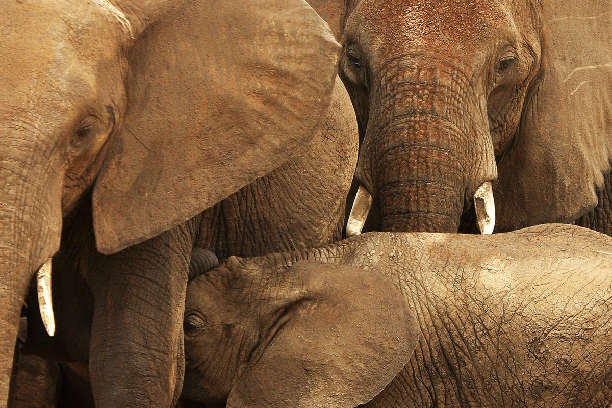 devimeuxbe's tweet image. Tanzania : meeting with elephants
