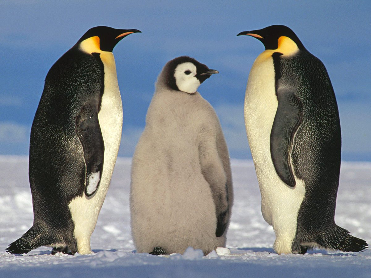 ユキカゼ Twitterissa よくよく間違われるキングペンギンとコウテイペンギンの見分け方は 生息域の違い キングペンギン は南極大陸にいない とかヒナの違い 見ての通り とかあるけど 一番は首周りの模様の違いで見分けがつく Http T Co Hwlnx3gfyv