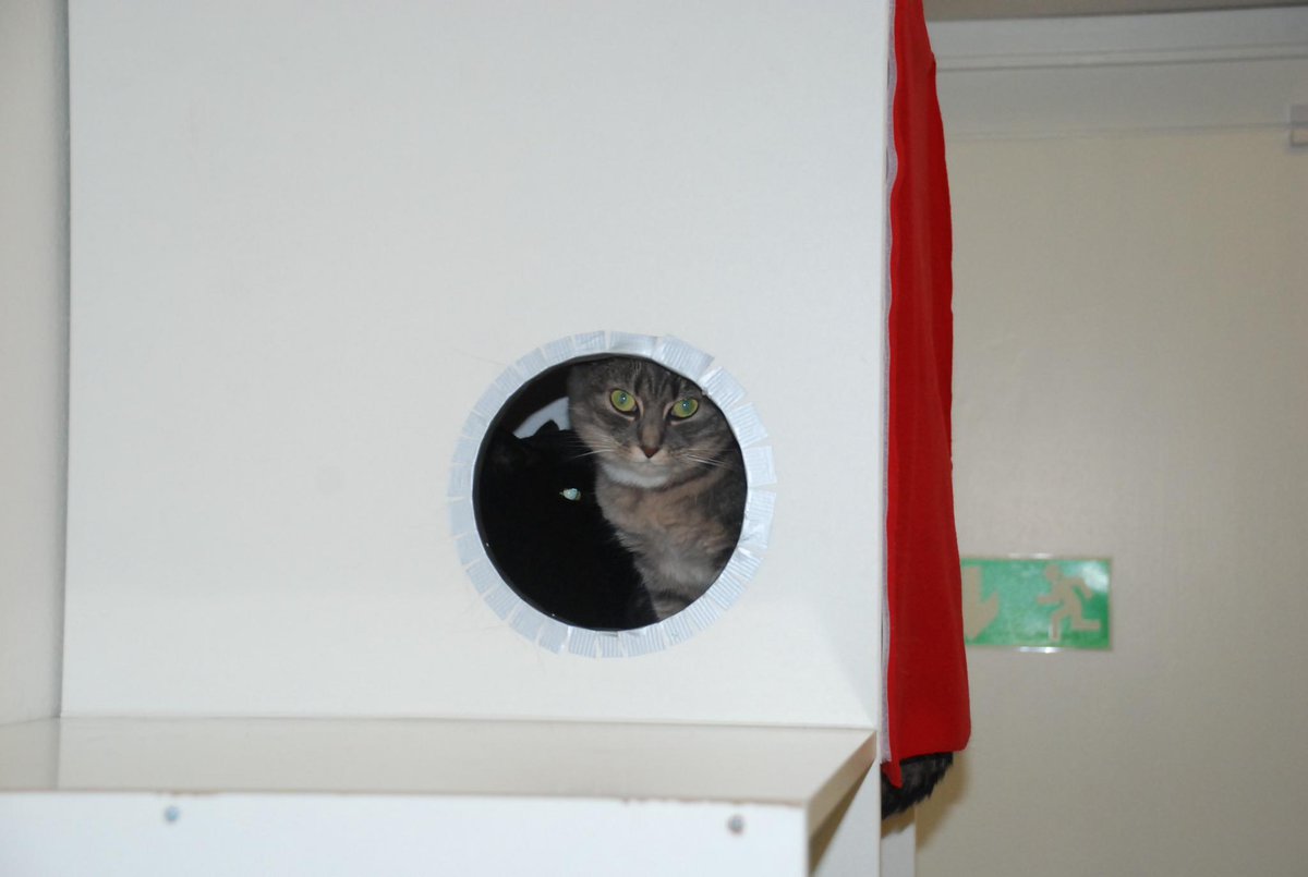 Många hemlösa katter vill in i värmen! Läs vårt reportage från Kattstallet i Vällingby agria.se/katt/artikel/m…