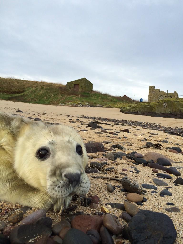 We don't often get them born on Inner Farne but.... #NTNature