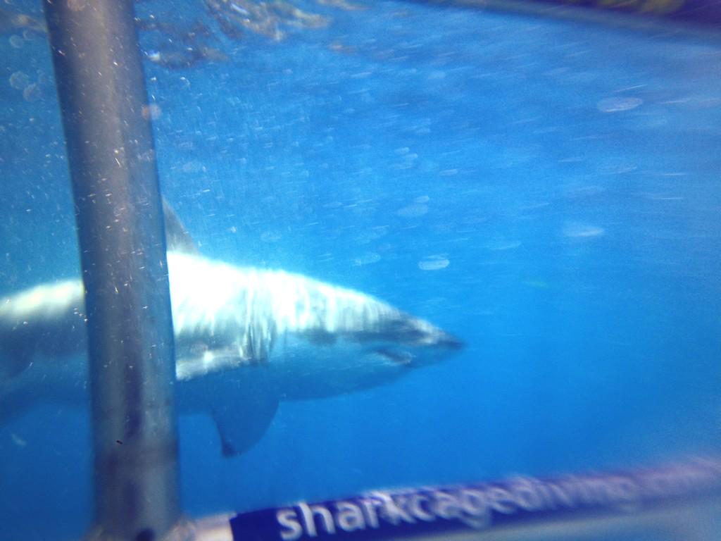 fs92's tweet photo. Diving with the great white sharks today with the pale ork, the black power ranger and some guy from the rock... http://t.co/twEFoYgywI