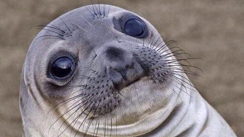 ThoseBr0z's tweet photo. FINALLY able to shoot some new footage &amp; new videos starting tomorrow! But until then, here's a baby seal #YoutubeZA http://t.co/G3Tn2XamCf