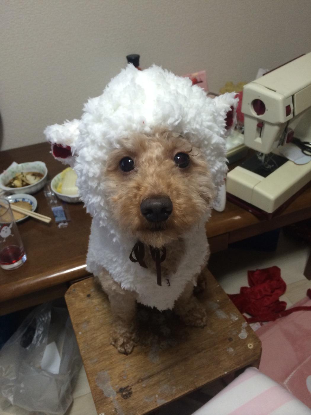 かぴばら 正月に向けて犬服作りました 来年はひつじ年 とりあえずうちのトイプードルはもこもこ羊になりました 年賀状はこれで行きます 角つけようか迷い中 Http T Co K9cwvasf3z Twitter