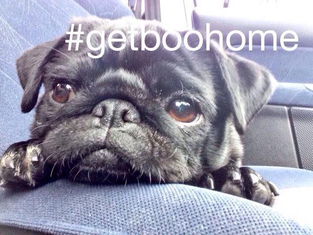 foxpd87's tweet photo. She's been found!!!! #getboohome http://t.co/E2wehTq33k
