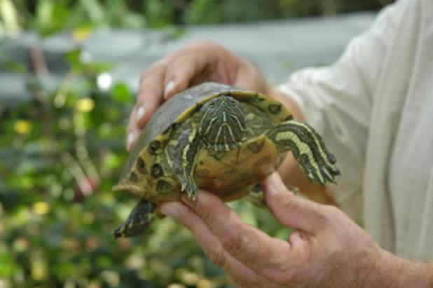 SeavisTours's tweet photo. Terrapins on the Tanama Jungle Ranch on the River Chavon. #seavistours #bayahibe #puntacana #dominicanrepublic http://t.co/jk39jCxUk2