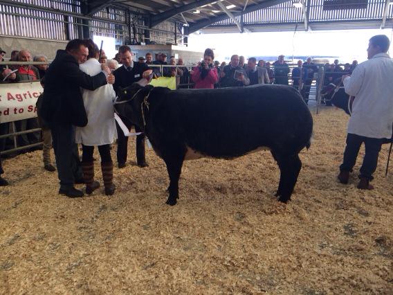 GTHDairy's tweet photo. Champion at today's show from Stuart Clatworthy &amp; family http://t.co/wrB5Rts1xk
