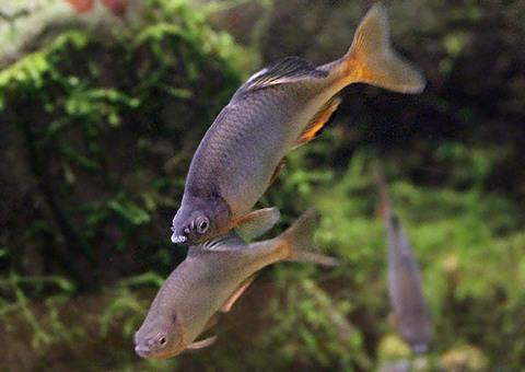 魚図鑑 和名 ミヤコタナゴ 学名 Tanakia Tanago 絶滅危惧ia類と天然記念物に指定されているため無許可の飼育等は禁じられている 魚類では初の天然記念物指定種 最近では ミヤコタナゴを大量繁殖させた男性が逮捕されている Http T Co Wlakvcw5hy