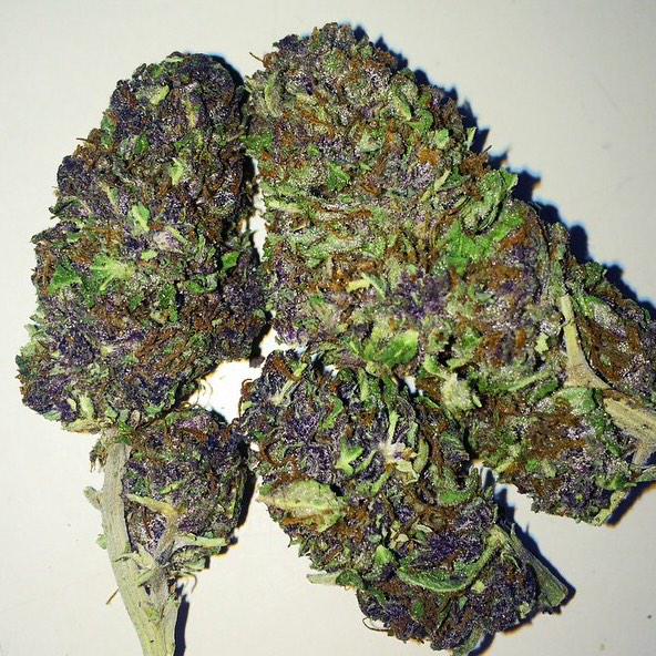 dailyloudpack's tweet image. Dank Daily Loud Pack🔥💥 ( God Father Purple)
