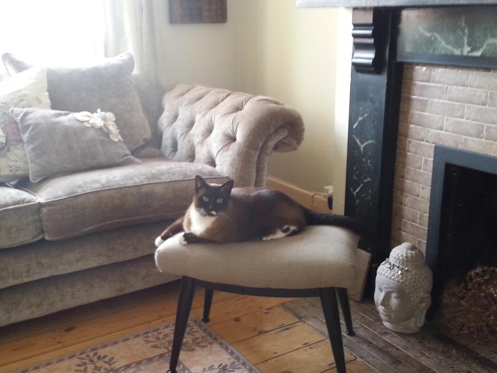 bournerebecca's tweet photo. @WeLoveHome pebbles the #cat enjoying your visit http://t.co/M1LBoV2ArB