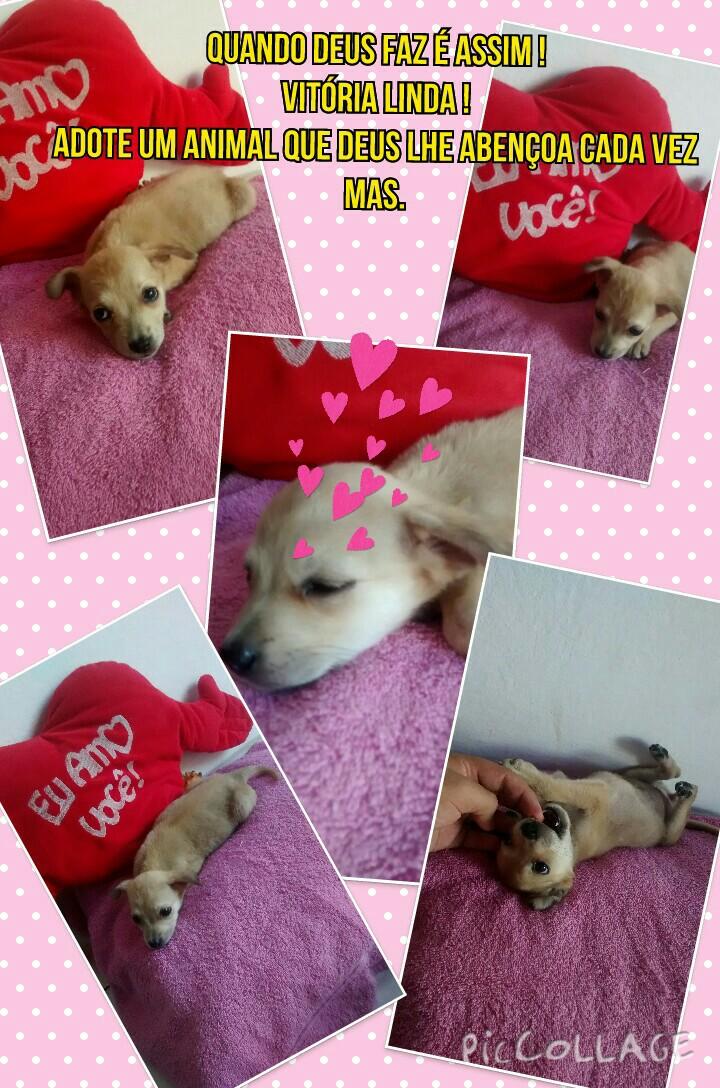 RodrigoNeto89's tweet image. Minha bbzinha foi adota lindaaaa...