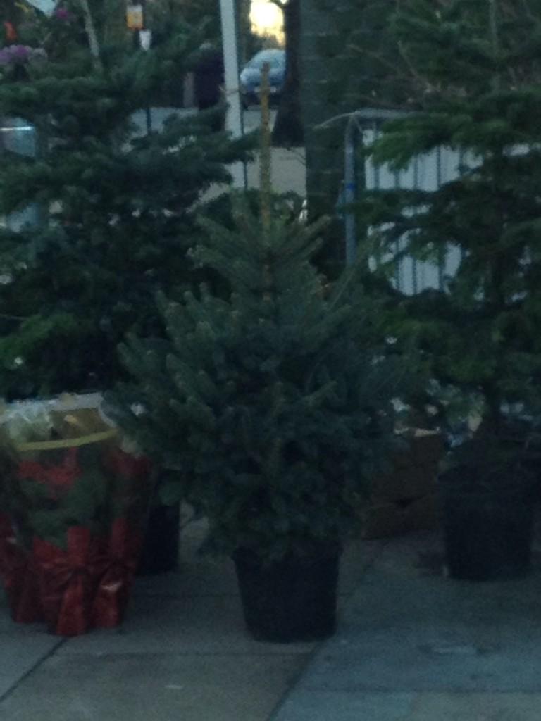Come &amp; get your Christmas tree from <a href="/foodandflea/">WHampstead Food&Flea</a>! <a href="/WHampstead/">West Hampstead</a> <a href="/west_hampstead/">SBiNo</a> <a href="/KilburnHerald/">Kilburn Herald</a> <a href="/Parkheath/">Parkheath</a> <a href="/CedarEstates/">Cedar Estates</a>
