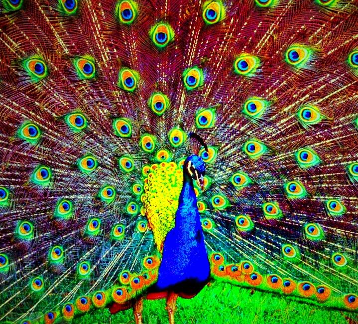 fjperron's tweet image. Spring is back for the day