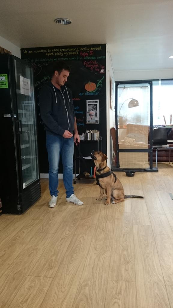 STITCH1987's tweet photo. At one of @DOGDADDY5 training classes with Diesel. http://t.co/LQY6GccrXi