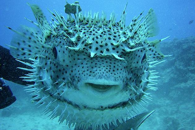 RevistaSemana's tweet photo. En @SosSemana: Estos animales están a punto de desaparecer --> http://t.co/sIDiou4VNz http://t.co/9uwJPCw31h
