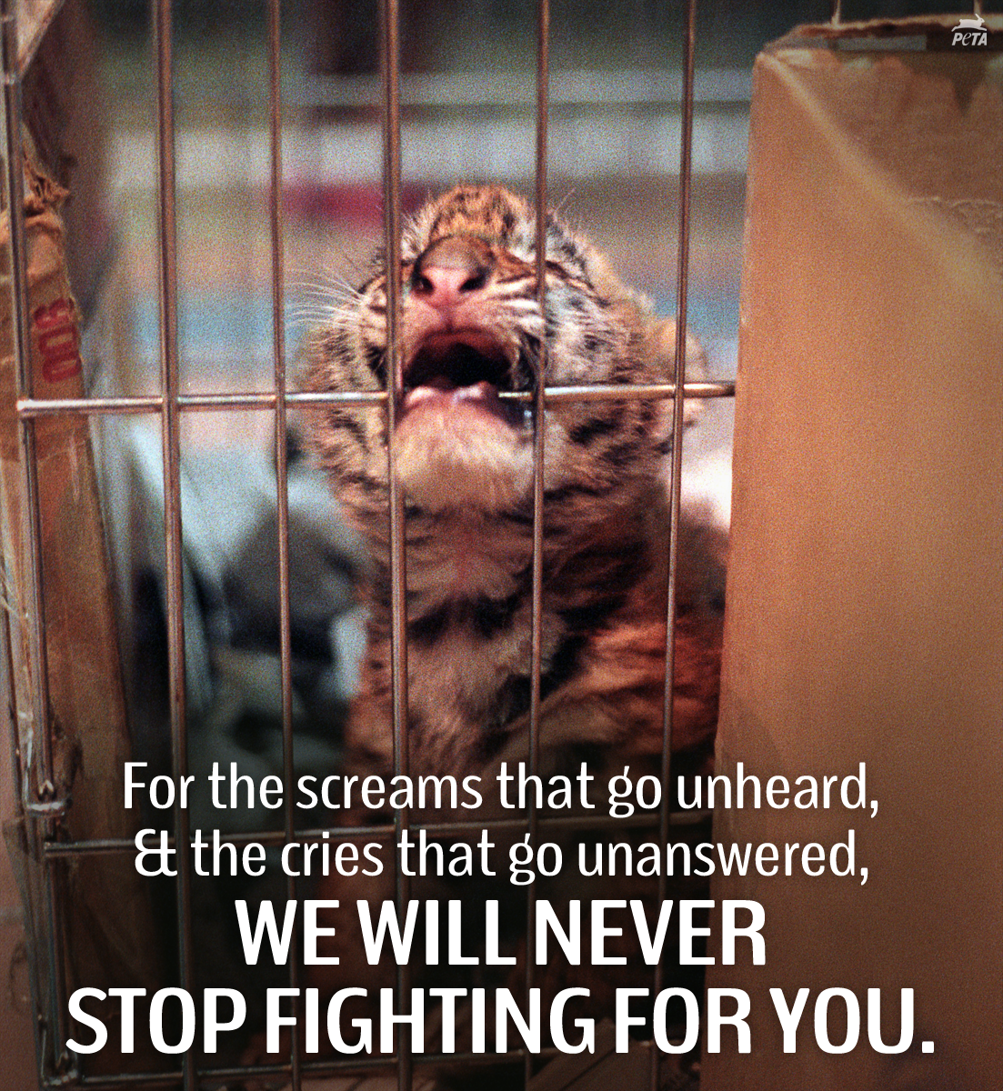peta's tweet photo. RT if you will ALWAYS be a voice for animals! #NeverBeSilent http://t.co/Jrqc0HzJjJ