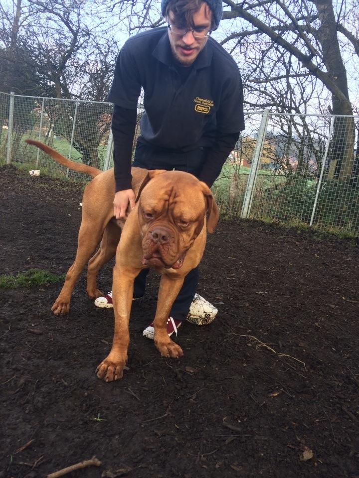 RSPCA_chester's tweet photo. Hugo needs some lovin! #dribblechops #smushyface http://t.co/K1eqcqOCzq