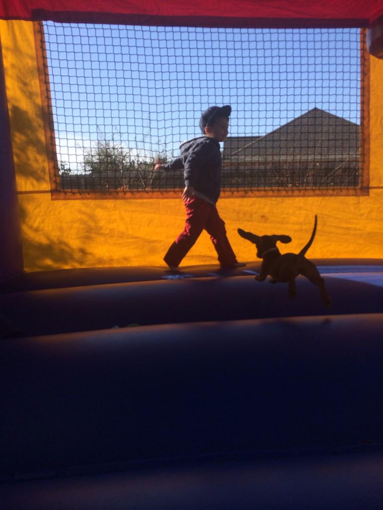 flcpastor's tweet photo. Who said dogs can't moonwalk!!!@flcpastor http://t.co/1B89N471yO