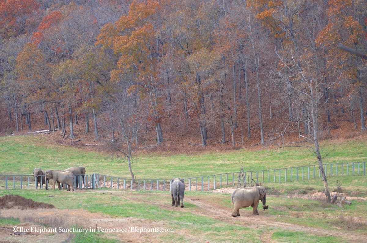 ElephantsTN's tweet photo. BIG NEWS at Q! The 6 former Hawthorn Girls are now "reunited and it feels so good." READ MORE: http://t.co/uCFgpd2Veo http://t.co/9OKQjoyCSk