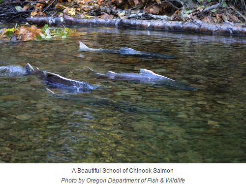 OrvisFlyFishing's tweet photo. Wild salmon &amp; steelhead runs in the west are dwindling. (via @westernlaw) http://t.co/fjcBkzyWvH http://t.co/1L0YT6pYGz
