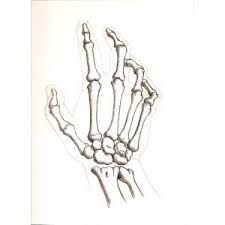 Da_Eager_Beaver's tweet photo. I learned that there are 27 bones in your hand!! #RHSBMS http://t.co/g7f5CVzd4a