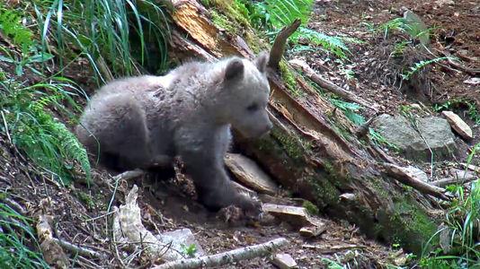 lemondefr's tweet photo. L’oursonne orpheline Auberta retrouvée morte dans les Pyrénées http://t.co/pxVO9pDQEc par @canardumidi http://t.co/upZqFo9DaO