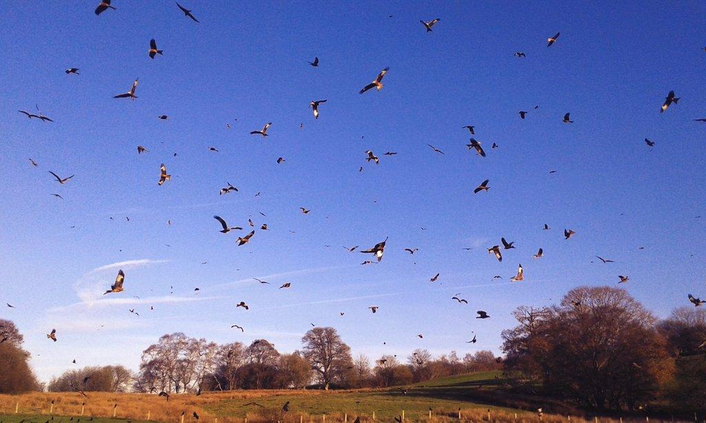 JamesSLees's tweet photo. Then I spent the afternoon photographing 300 Red kites in central Wales in the sunshine, just amazing! #WhatADay http://t.co/4z6p1UNzxX