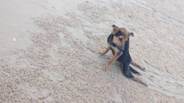 SHumenx's tweet photo. Most People Walked By This Desperate Dog, But One Girl Decided To Change His Life http://t.co/7LFfhcYjb6 http://t.co/jVyOwjeunn