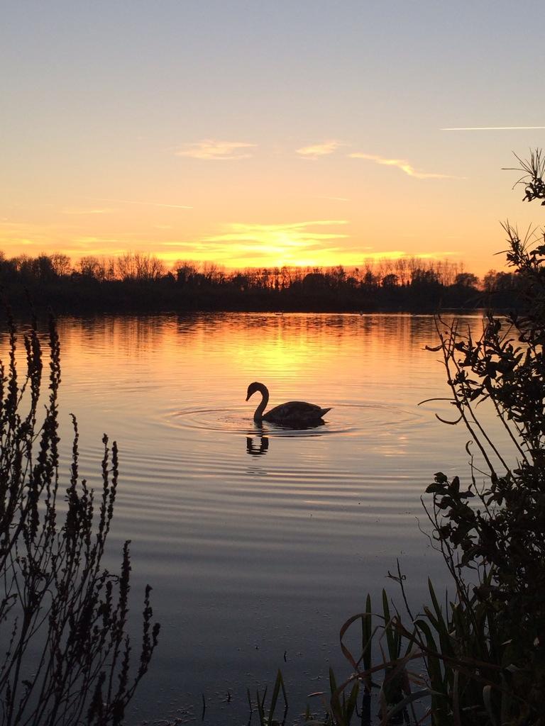 LauraStrawberry's tweet photo. Reflections of a solitary swan by the marina. #nature #winter #sunset @BBCSpringwatch http://t.co/xAivYmvzC6