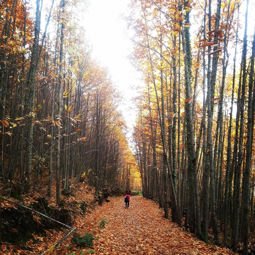 DamarisPF85's tweet photo. Otoño màgico!! http://t.co/FTWeO2LR3J