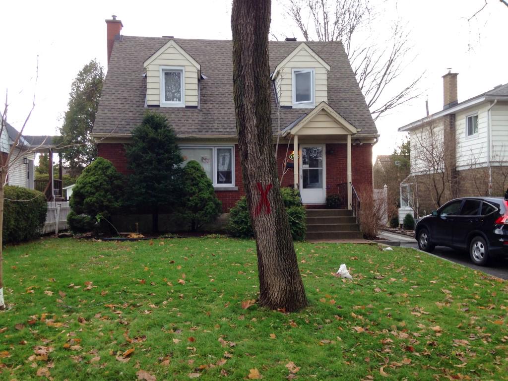 hipfleminski's tweet photo. We got the red X of doom on the weekend. #emeraldAshBorer http://t.co/uVIm8yM2IF