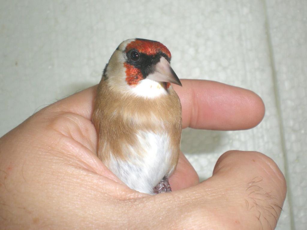 tripleondadj's tweet photo. Otro corbata mas para el aviario. http://t.co/ScoWvCcJ2t