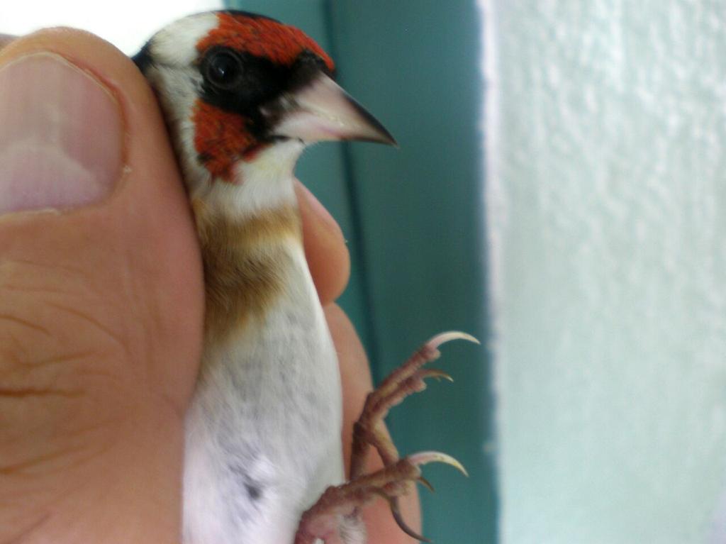 tripleondadj's tweet photo. Otro corbata mas para el aviario. http://t.co/ScoWvCcJ2t