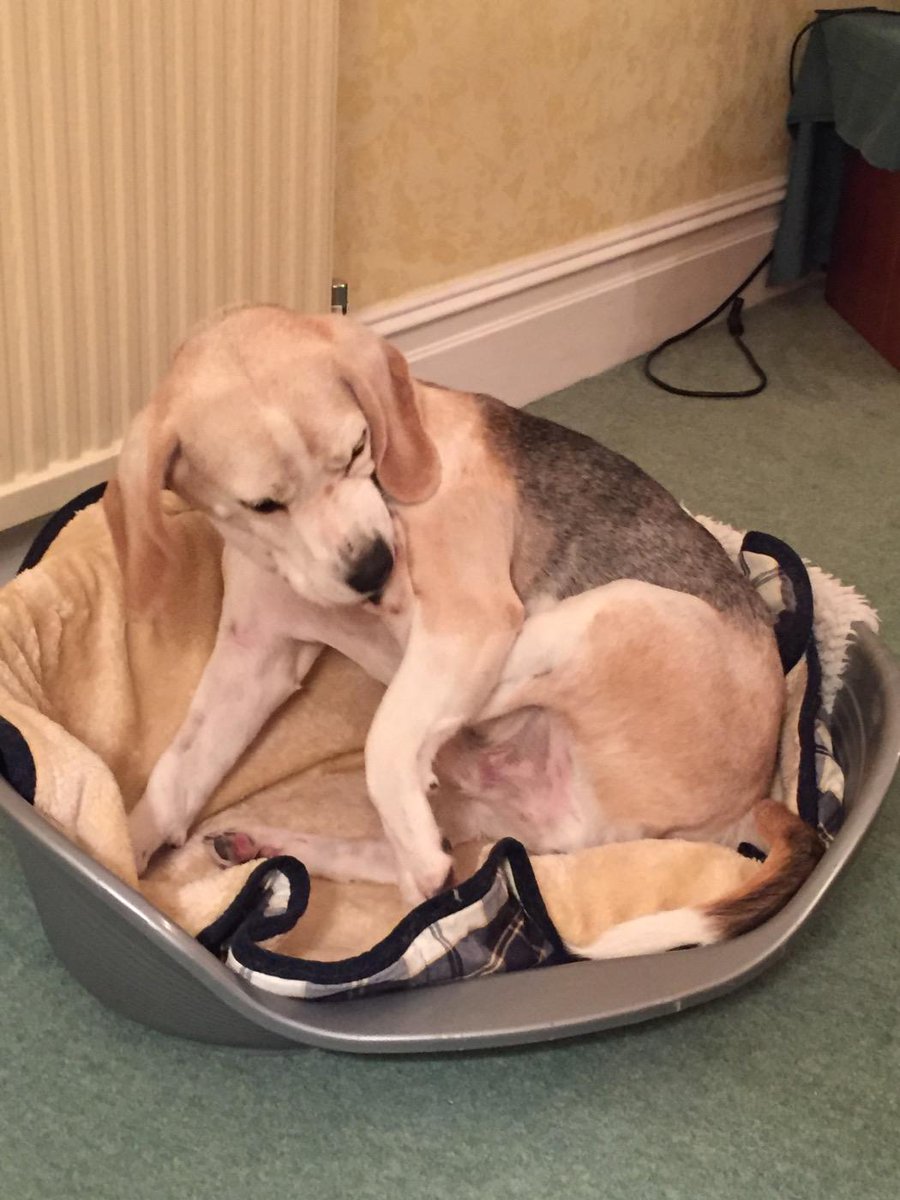 I'm just going to eat my own foot! #beaglecannibal