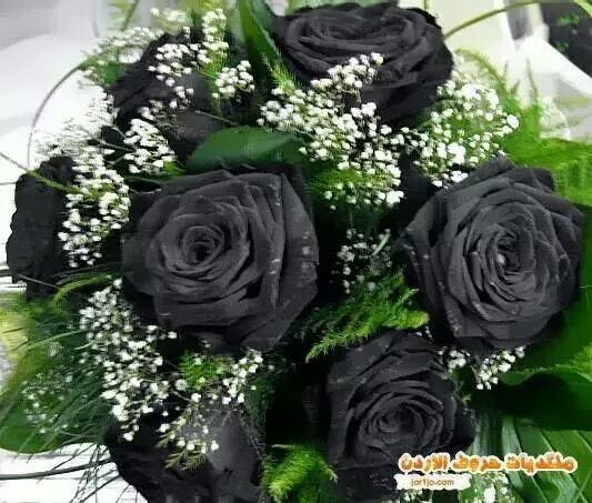 satariraq808's tweet photo. تصبحون على خيرانشاءالله http://t.co/jhVEsIVjUE