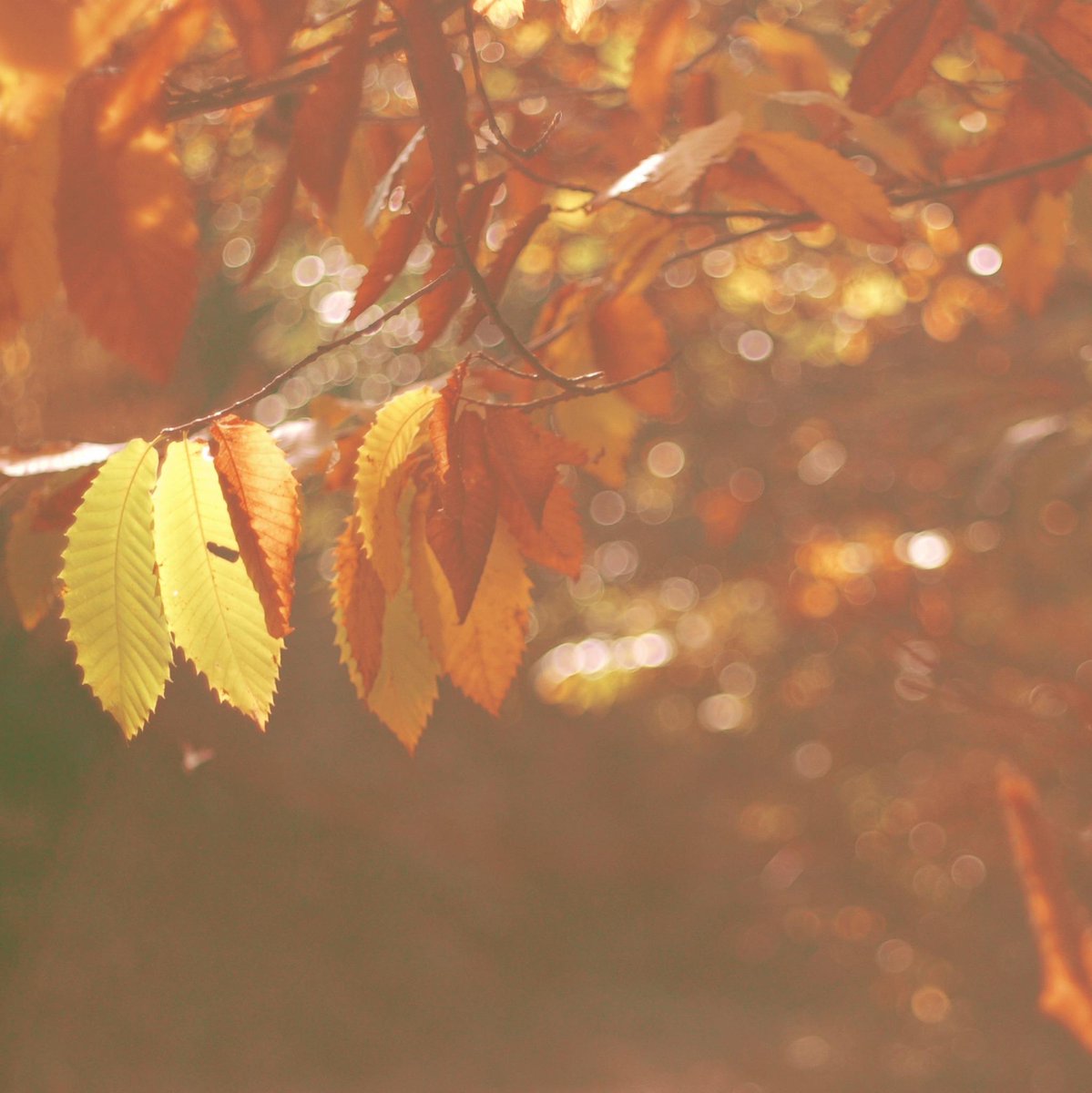 Ewosa's tweet photo. #Hervás #LaCabina #Otoño http://t.co/8gIXykA9om