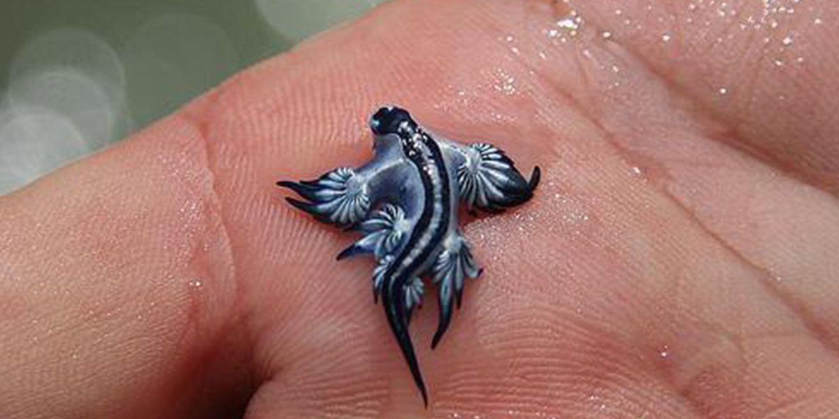 PlasticBank's tweet photo. The ocean is truly filled with amazing life, check out this Blue Dragon Mollusk. Please RT to save our oceans! http://t.co/LihKoPpB1I