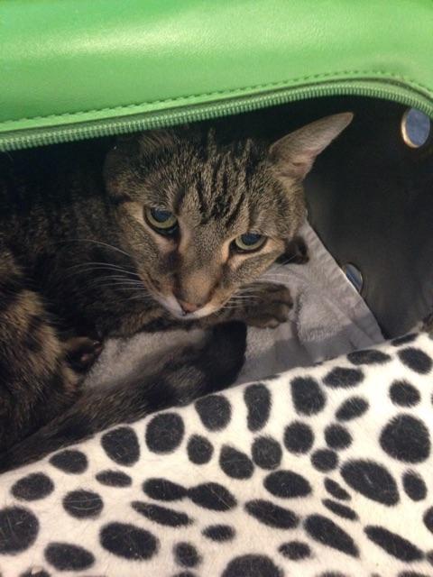 Mandy Musgrave tweet media