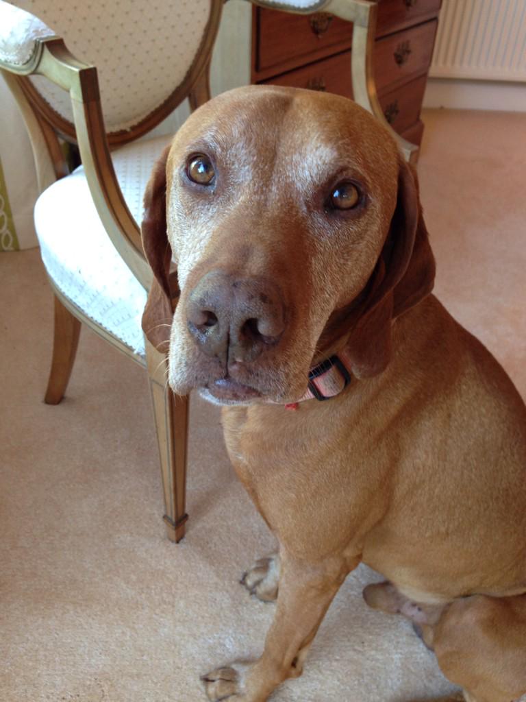 TheRealWineGuy's tweet photo. #Bracken, my Waipara welcoming committee #tipapa #nzwine @nzwine @NZwineCanada @WaiparaValleyNZ #wine http://t.co/G4YJ6wU7Sp