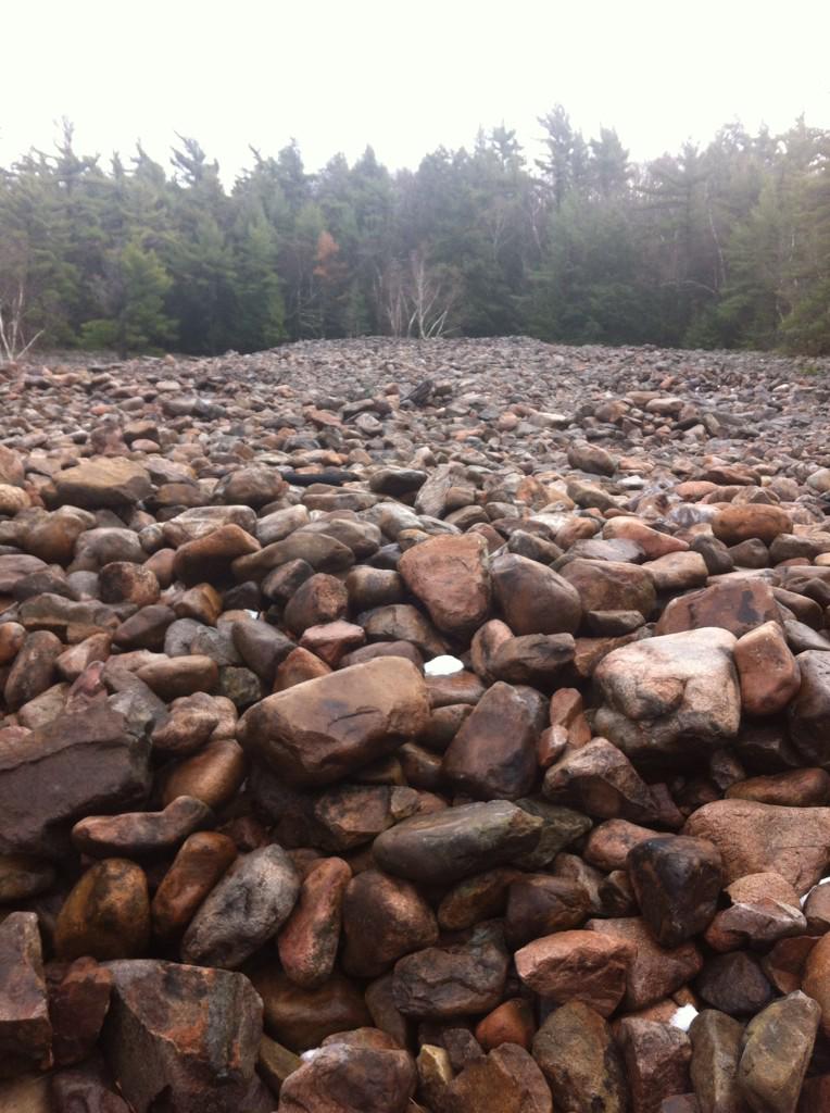leaflitter4's tweet photo. No leaf litter here! "Champs de patates" in Rigaud Quebec! #ENVB222 #Nature #mystery http://t.co/zvL6aqfA2j