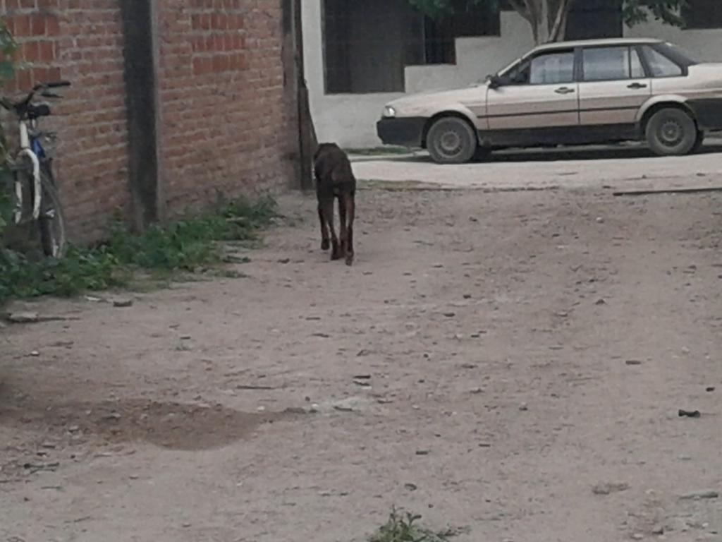cesar_sm2003's tweet photo. Q lindos perros de mi tia http://t.co/HxJEoP8bF1