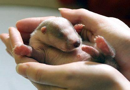 UWMadison's tweet photo. This is what @UWBuckyBadger looked like the last time the Gophers held the axe. #Badgers #AxeWeek http://t.co/qQV4GXYsN6